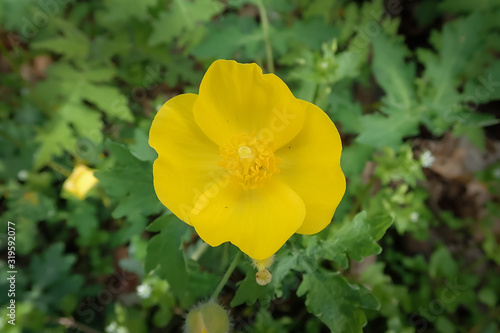 Woodland Poppy, yellow wildflower close-up