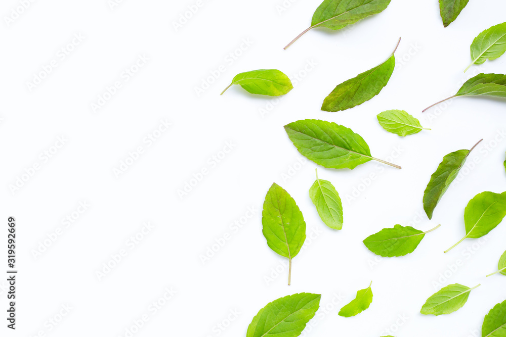 Fresh holy basil leaves on white. Fresh holy basil leaves on white.