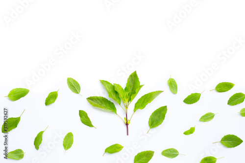 Fresh holy basil leaves on white background.