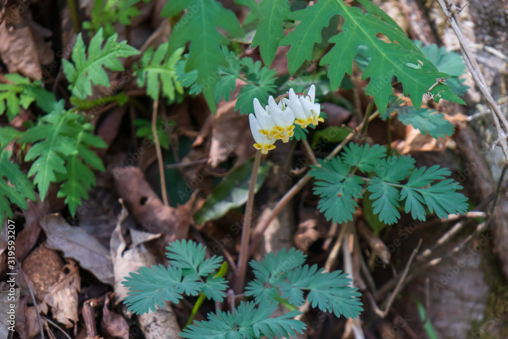 Dutchman's Britches wildflower close-up