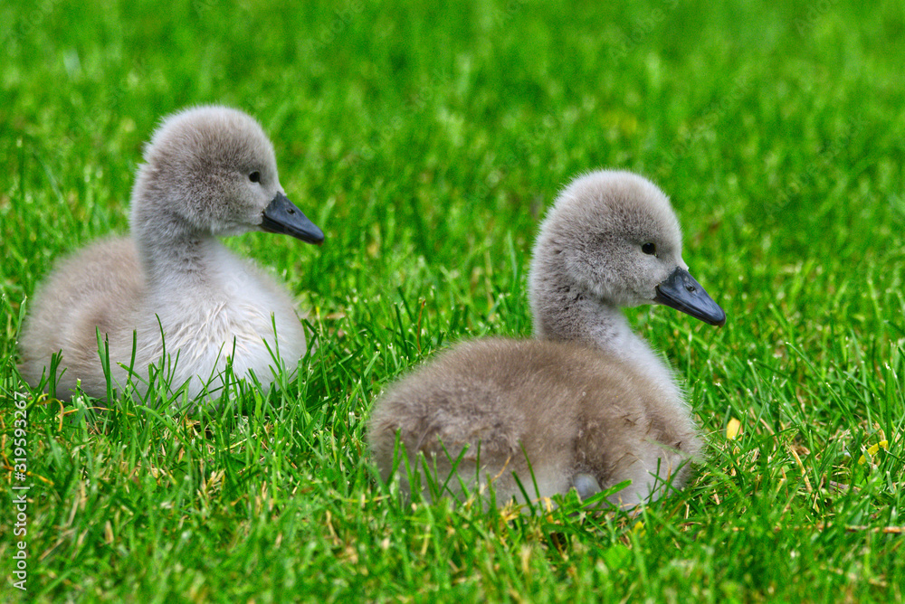Two Mute Swan (Cygnus olor) cygnets graze on a vibrant green lawn in Stratford, Ontario, Canada Two Mute Swan (Cygnus olor) cygnets graze on a vibrant green lawn in Stratford, Ontario, Canada