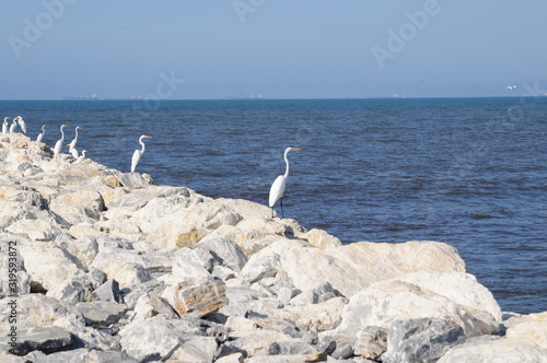 Wallpaper Mural  Shorebirds on the rocks, Cienaga Santa Marta beach Torontodigital.ca