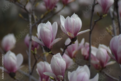 magnolia blossom © Salvador