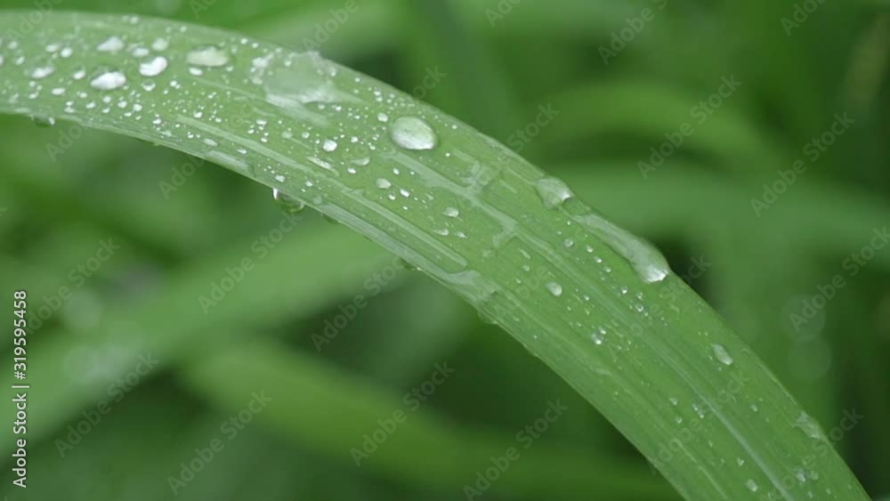 Raindrops splashing against green leaves; close-up of green leaves in the rain Raindrops splashing against green leaves; close-up of green leaves in the rain