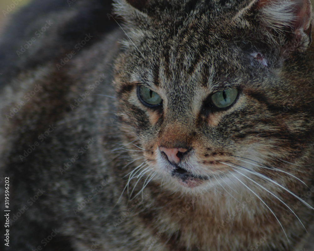 british shorthair cat