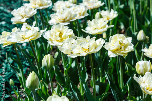 Field of white tulips with selective focus. Spring, floral background. Garden with flowers. Natural blooming. © Natali