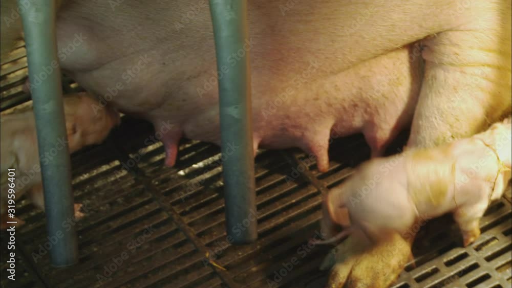 Close-up of sow lying with hungry newborn piglets searching for mother's tits to feed in a farrowing crate, Pig Farm, UK Close-up of sow lying with hungry newborn piglets searching for mother's tits to feed in a farrowing crate, Pig Farm, UK