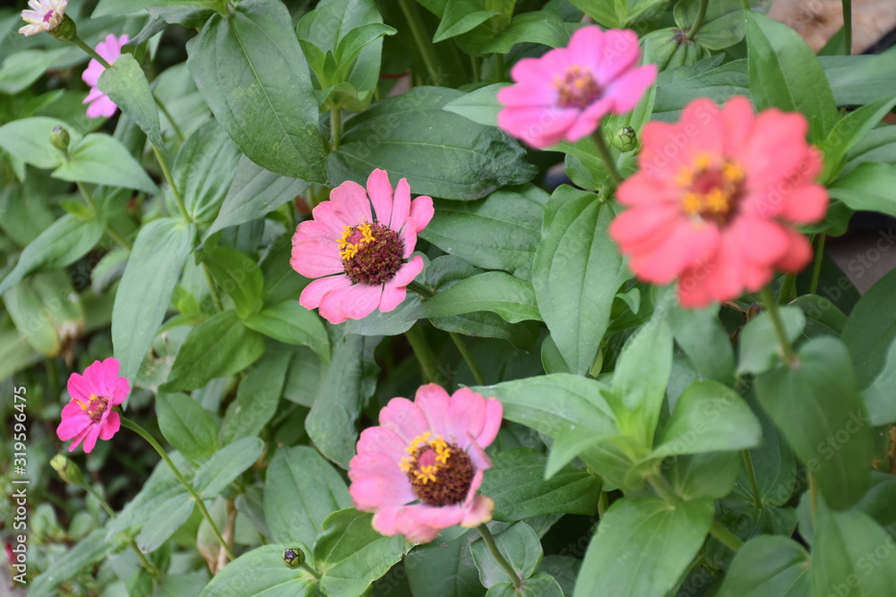 Zinnia flowers are blooming in the morning. Zinnia flowers are blooming in the morning.