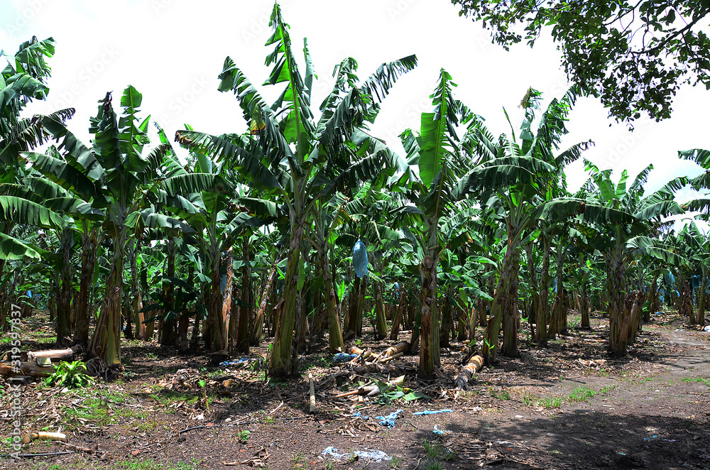 Landscape banana crops Quindio Colombia Landscape banana crops Quindio Colombia