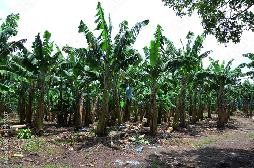 Landscape banana crops Quindio Colombia