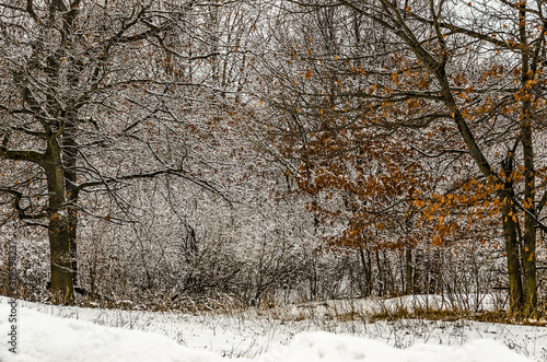 Winter Snowfall in Michigan