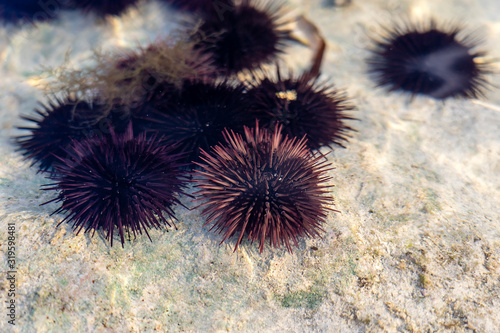 Sea urchins underwater on a rocky seabed with sunlight through water surface, indian ocean, Africa © OlegD