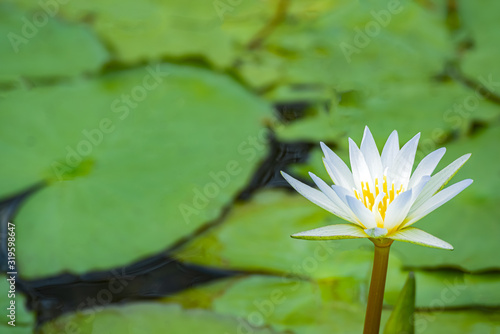 White lotus flowers have yellow stamens in the river.