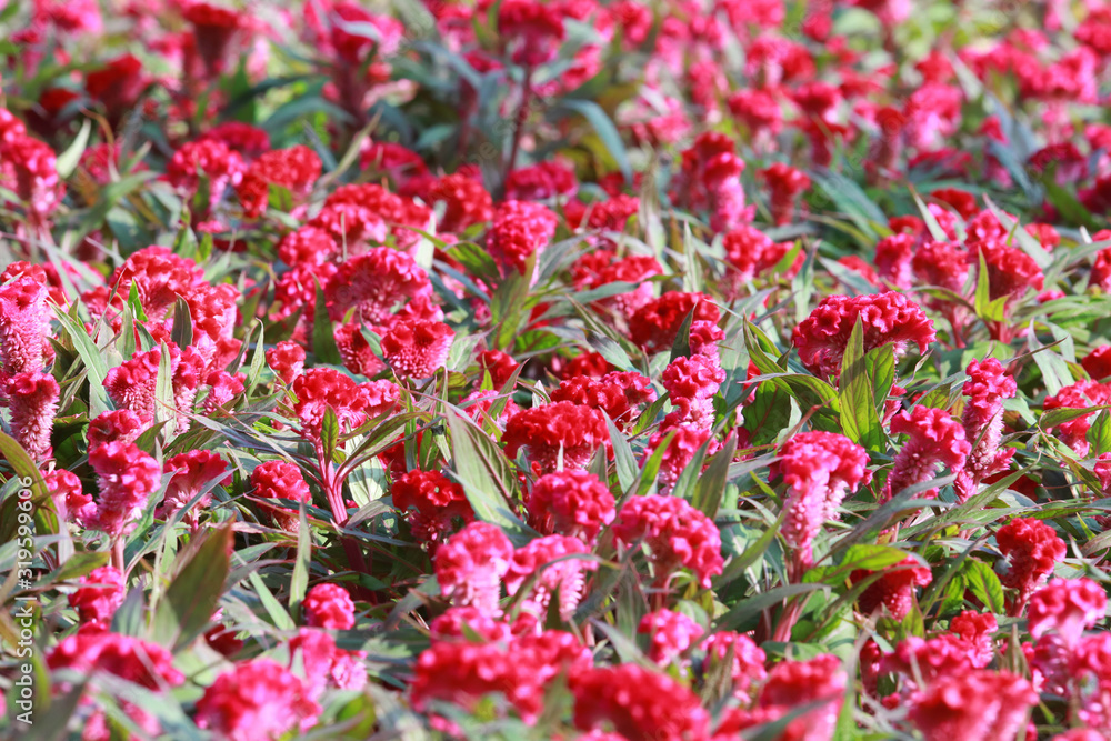 Celosia argentea var. cristata red color in the garden