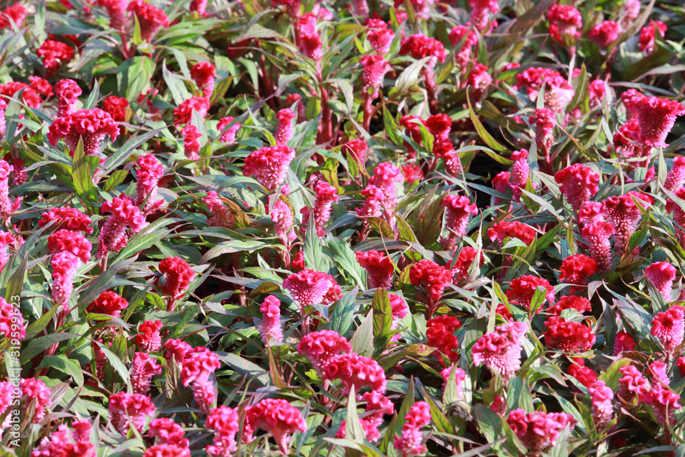 Celosia argentea var. cristata red color in the garden Celosia argentea var. cristata red color in the garden
