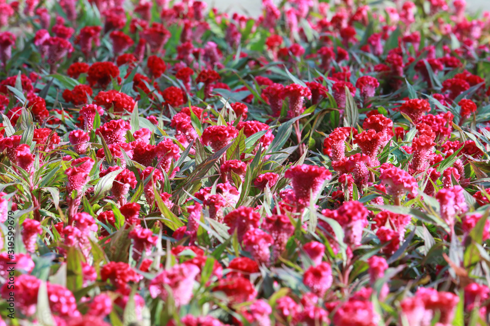 Celosia argentea var. cristata red color in the garden