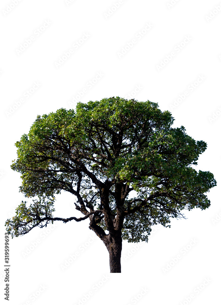 Big green tree with leaves of spring seasons isolated on white background. Big green tree with leaves of spring seasons isolated on white background.