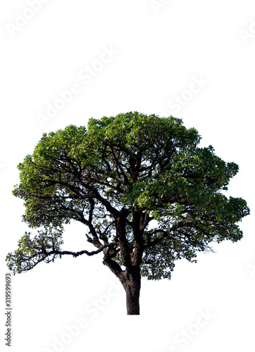 Big green tree with leaves of spring  seasons isolated on white background.