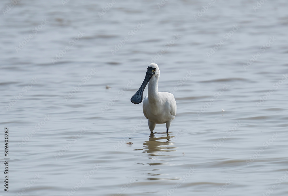 Black-faced Spoonbill at waterland in shenzhen,china. Black-faced Spoonbill at waterland in shenzhen,china.