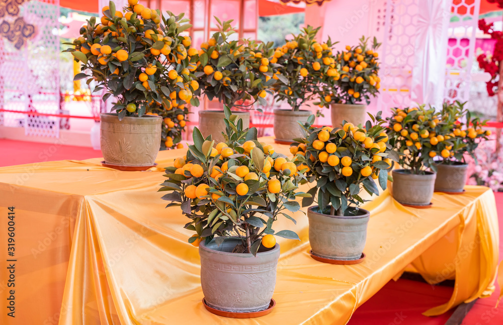 Tangerines, a symbol of good luck at Chinese New Year.