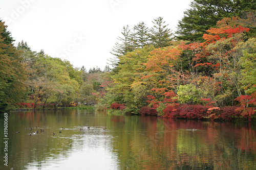 Beautiful autumn landscape with reflection on the water at Kumoba pond Karuizawa