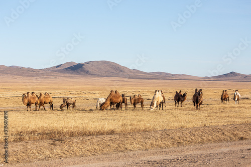 The Bactrian camel  Camelus bactrianus  is a large  even-toed ungulate native to the steppes of Mongolia. The Bactrian camel has two humps on its back