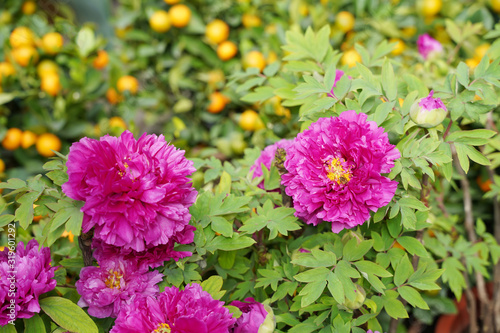 Pink peony in the garden.