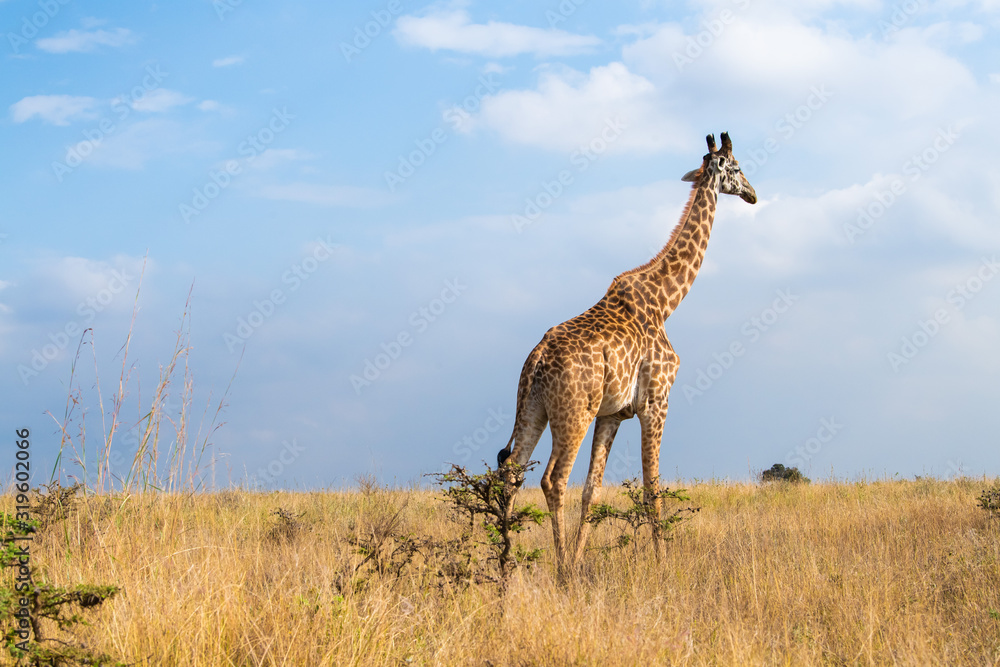 giraffe cross the road giraffe cross the road