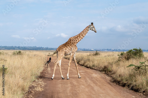 giraffe cross the road