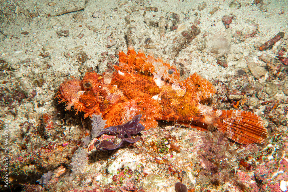 Beautiful red scorpionfish on the coral Beautiful red scorpionfish on the coral