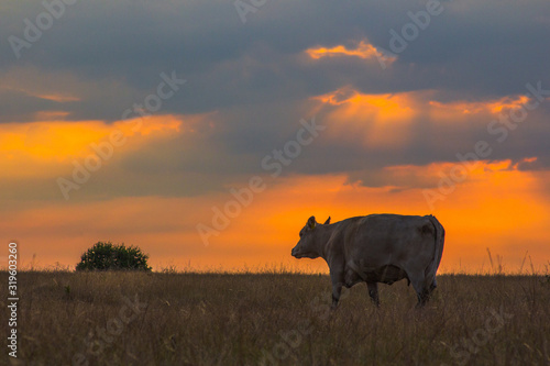 Solo Vaca © Luis
