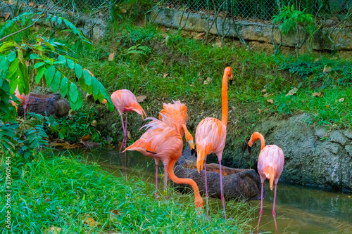 naturaleza exotico verde colombia america el sur pereira quindio salvaje flamenco oso rios papagayo pisingo hipopotamo danta jaguar cocodrilo bufalo mono jirafa cebra bioparque sabana africa salvaje 