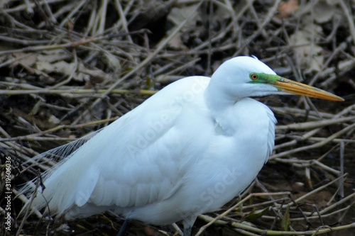 egret and pond
