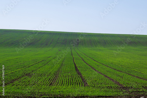 View of agricultural field with shoots of winter wheat.
