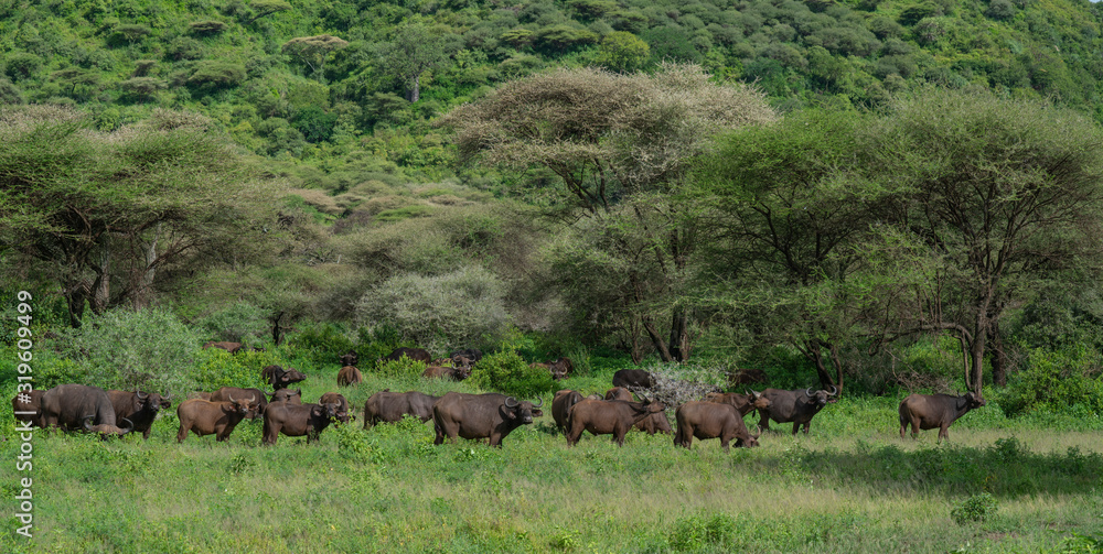African buffalos standing and eating in savanna African buffalos standing and eating in savanna