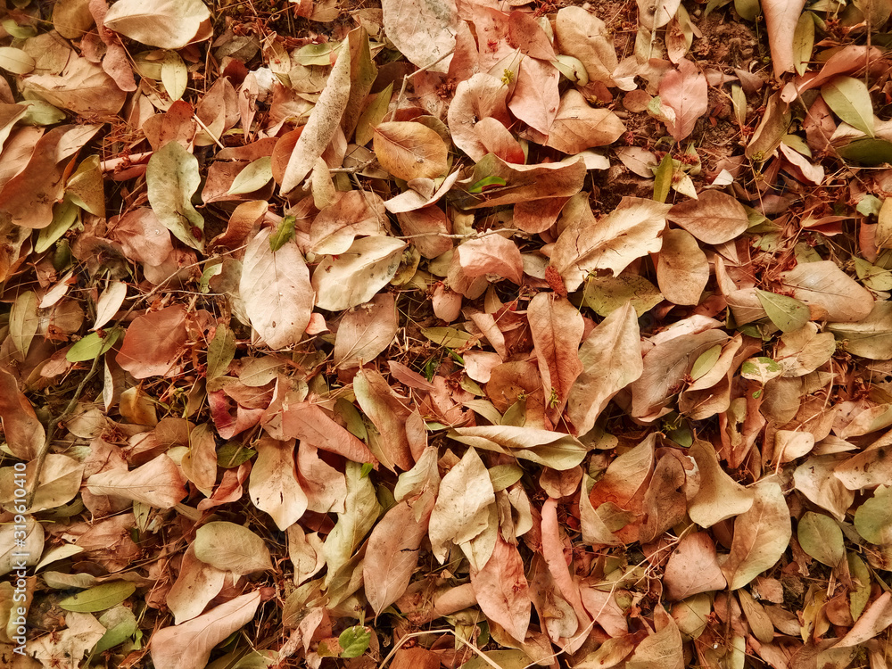 Dry leaf background in the autumn season Dry leaf background in the autumn season