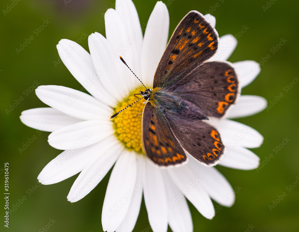 Obraz premium Macro of a female sooty copper (lycaena tityrus) butterfly on a daisy (leucanthemum) blossom with blurred bokeh background; pesticide free environmental protection biodiversity concept;