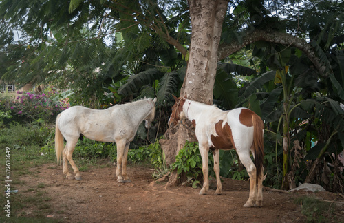 Horses tied up in Vinales, Cuba.  © Rosemary