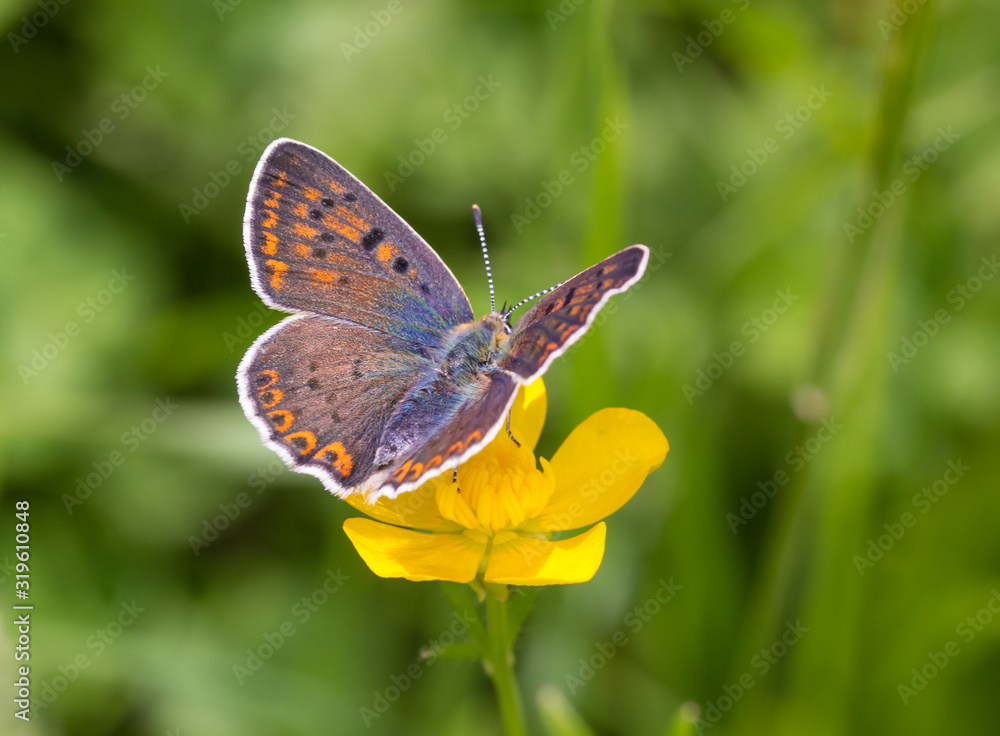Macro of a female sooty copper (lycaena tityrus) butterfly on a meadow buttercup (ranunculus acris) blossom with blurred bokeh background; pesticide free environmental protection biodiversity concept; Macro of a female sooty copper (lycaena tityrus) butterfly on a meadow buttercup (ranunculus acris) blossom with blurred bokeh background; pesticide free environmental protection biodiversity concept;