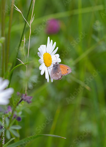 Small heath butterfly (coenonympha pamphilus) on daisy blossom in alpine meadow with blurred bokeh background; pesticide free environmental protection biodiversity concept; photo