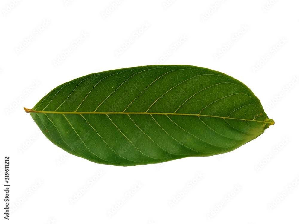 Nephelium lappaceum leaves or rambutan leaf on white background. Green leaf isolated on white background. Nephelium lappaceum leaves or rambutan leaf on white background. Green leaf isolated on white background.