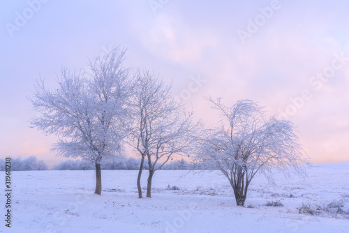 Icy trees in a snowy field at sunset