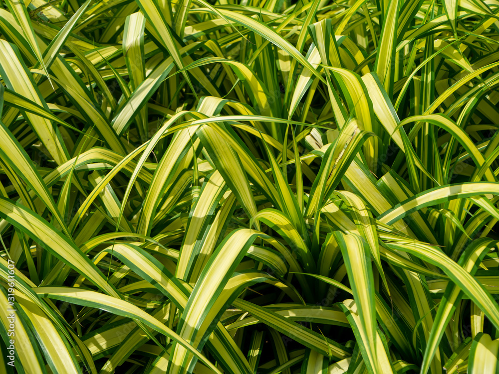 Close up of White-striped Pandanus leaf. Close up of White-striped Pandanus leaf.