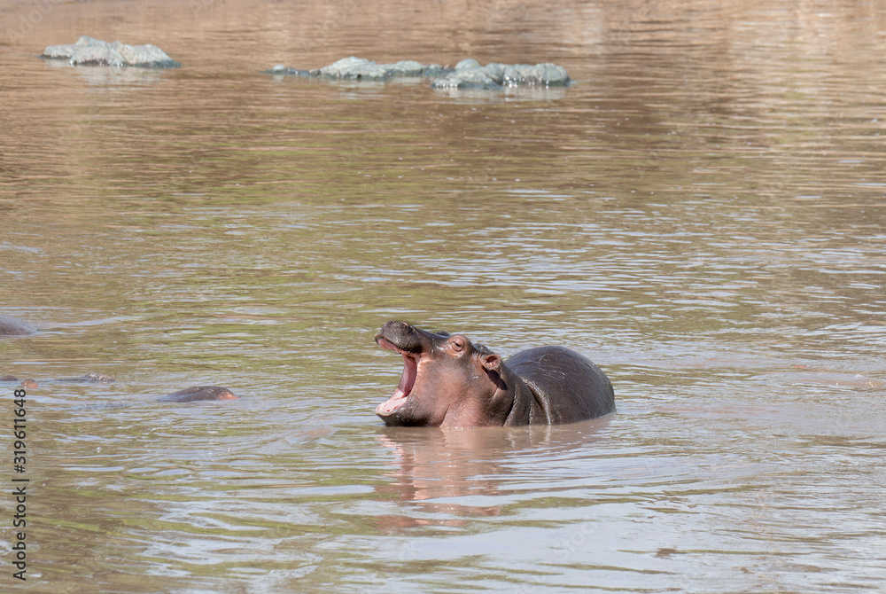 Young hipo in a river at Serengeti national park Young hipo in a river at Serengeti national park