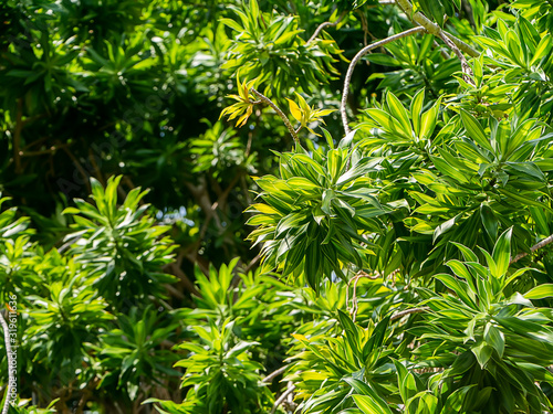 Close up Song of Jamaica leaves.