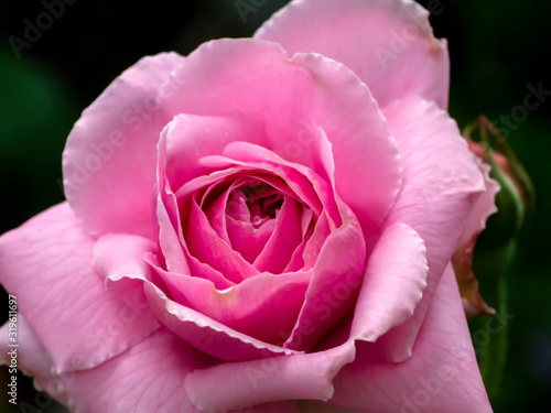 Close up of Pink Rose flower