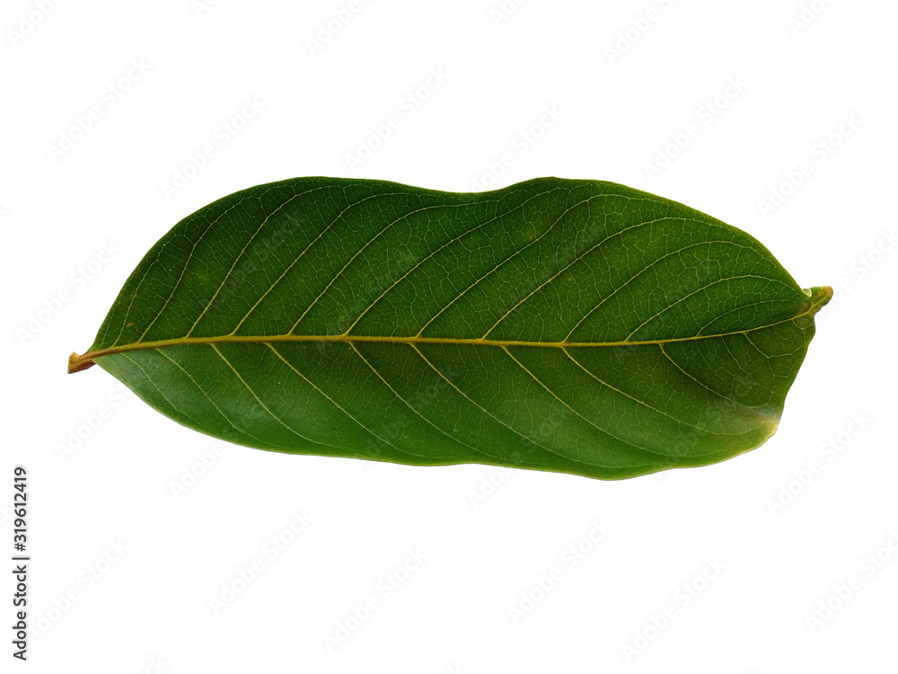 Fototapeta premium Nephelium lappaceum leaves or rambutan leaf on white background. Green leaf isolated on white background.