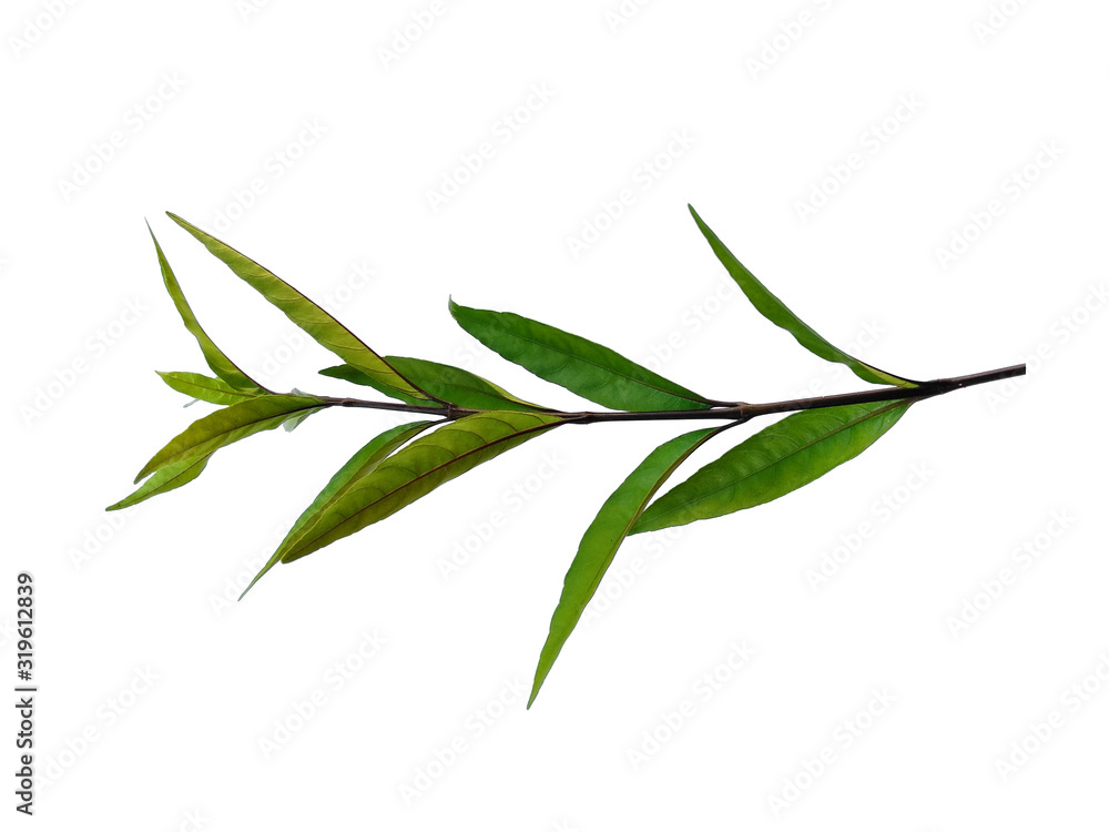 Green leaf or green leaves on white background. Justicia Fragilis leaf or justicia gendarussa leaves Isolated on white background. Green leaf or green leaves on white background. Justicia Fragilis leaf or justicia gendarussa leaves Isolated on white background.