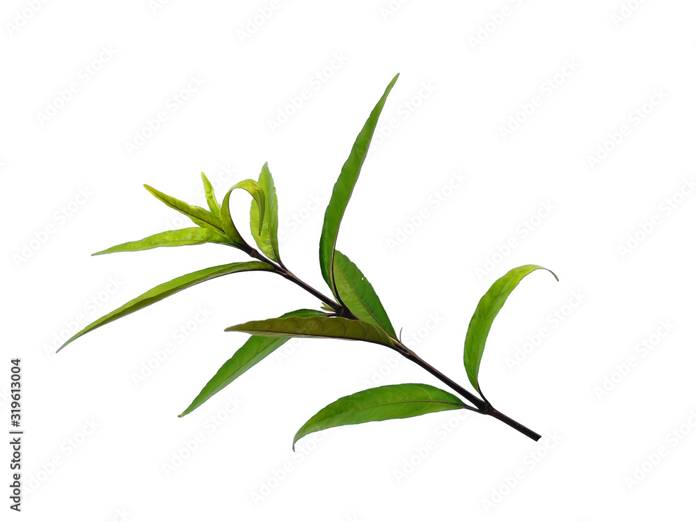 Fototapeta premium Green leaf or green leaves on white background. Justicia Fragilis leaf or justicia gendarussa leaves Isolated on white background.