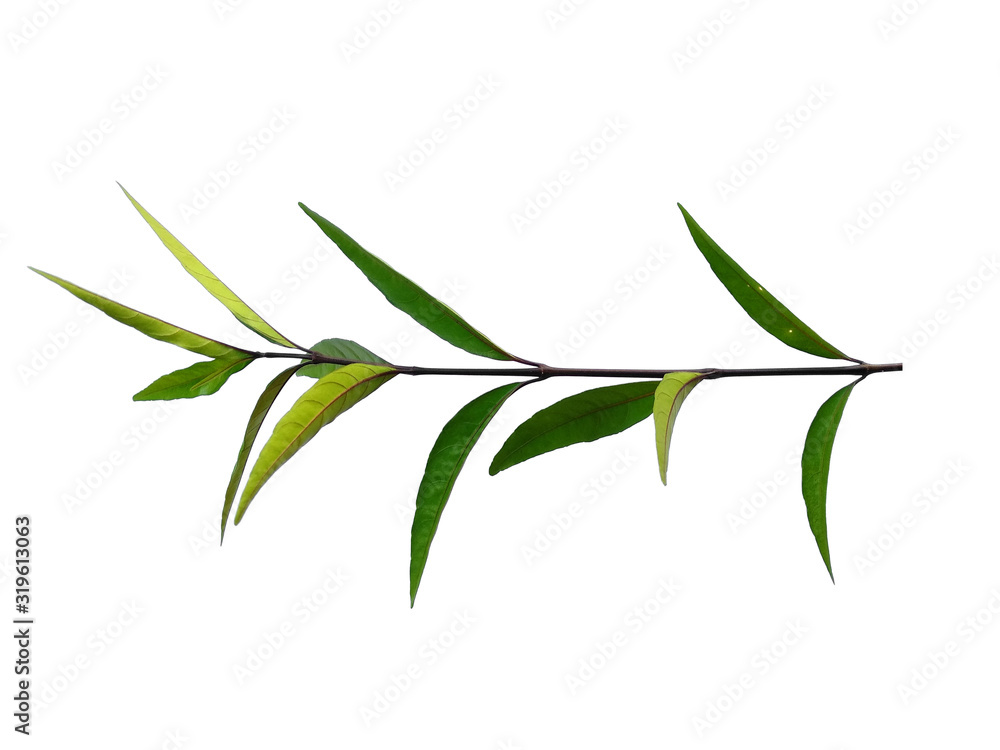 Green leaf or green leaves on white background. Justicia Fragilis leaf or justicia gendarussa leaves Isolated on white background.